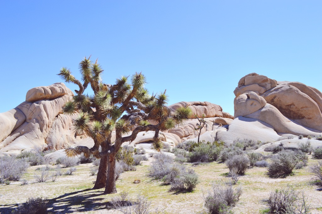 top things to see in joshua tree national park